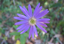 Image result for Aster