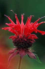 Image result for Monarda didyma