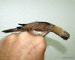 Attēlu rezultāti vaicājumam “Jynx torquilla adult”