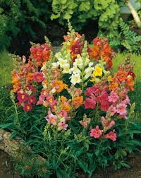 Image result for Antirrhinum majus