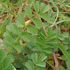 Image result for Sanguisorba minor