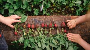 Image result for Radieschen