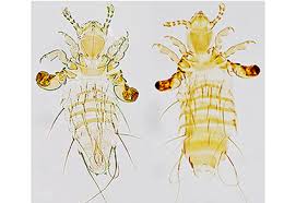 Attēlu rezultāti vaicājumam “Phthiraptera”