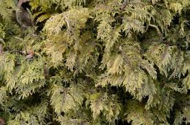 Attēlu rezultāti vaicājumam “Hylocomium splendens sporophyte”