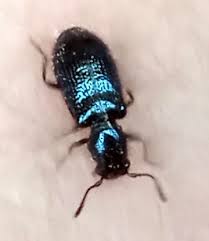 Attēlu rezultāti vaicājumam “Korynetes caeruleus”