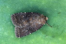 Attēlu rezultāti vaicājumam “Rusina ferruginea”