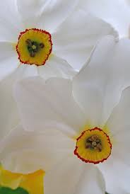 Attēlu rezultāti vaicājumam “Narcissus poeticus”