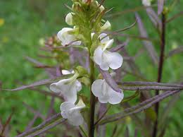 Attēlu rezultāti vaicājumam “Liceaceae”