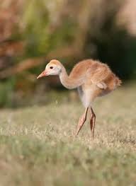 Image result for Grus canadensis