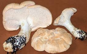 Attēlu rezultāti vaicājumam “Hydnum sp.”