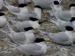 Image result for Sterna acuflavida