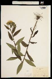 Attēlu rezultāti vaicājumam “Inula britannica”