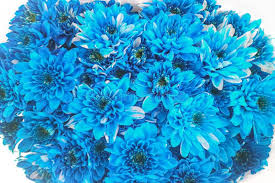 Image result for Chrysanthemum ptarmiciflorum