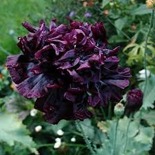 Image result for Papaver somniferum Black