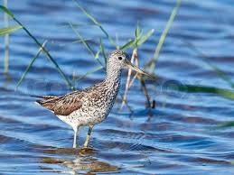 Attēlu rezultāti vaicājumam “Tringa nebularia adult”