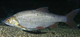 Image result for Rutilus heckelii