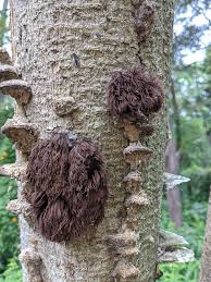 Attēlu rezultāti vaicājumam “Stemonitis splendens spores”