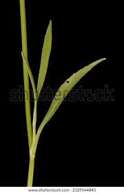 Attēlu rezultāti vaicājumam “Ranunculus flammula leaf”