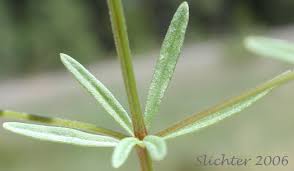 Attēlu rezultāti vaicājumam “Galium trifidum”