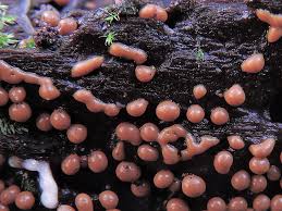 Attēlu rezultāti vaicājumam “Trichia varia spores”