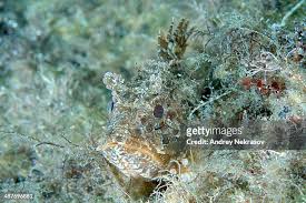 Image result for Scorpaena porcus