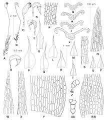 Attēlu rezultāti vaicājumam “Dicranella staphylina”