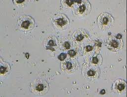 Attēlu rezultāti vaicājumam “Entomophthora”