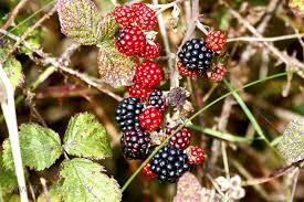 Attēlu rezultāti vaicājumam “Rubus nessensis leaf”
