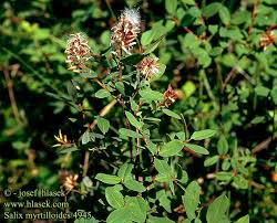 Attēlu rezultāti vaicājumam “Salix myrtilloides”