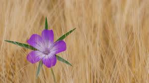 Image result for Kornrade