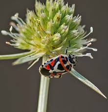 Attēlu rezultāti vaicājumam “Eurydema dominulus imago”