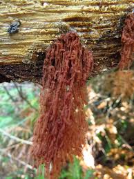 Attēlu rezultāti vaicājumam “Heterotrichia oerstedii (syn. Arcyria oerstedii) spores”