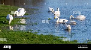 Attēlu rezultāti vaicājumam “Cygnus cygnus adult”