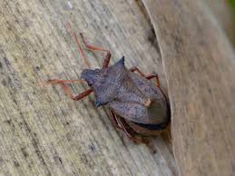 Attēlu rezultāti vaicājumam “Picromerus bidens”