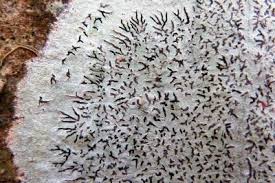 Attēlu rezultāti vaicājumam “Phaeographis dendritica”