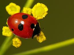 Attēlu rezultāti vaicājumam “Coccinella quinquepunctata”