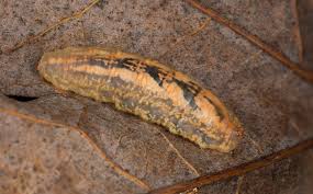 Attēlu rezultāti vaicājumam “Syrphus sp.”