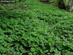 Attēlu rezultāti vaicājumam “Aegopodium podagraria”