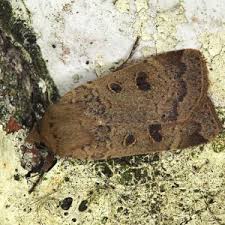 Attēlu rezultāti vaicājumam “Acleris bergmanniana”