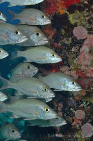 Image result for Lutjanus mahogoni