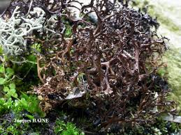 Attēlu rezultāti vaicājumam “Cetraria ericetorum”