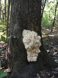 Attēlu rezultāti vaicājumam “Hericium coralloides”