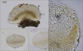 Attēlu rezultāti vaicājumam “Bacidia rubella”