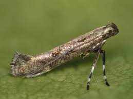 Attēlu rezultāti vaicājumam “Calybites phasianipennella”