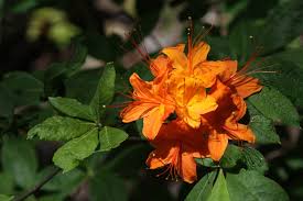 Attēlu rezultāti vaicājumam “Rhododendron calendulaceum flower”