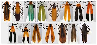 Attēlu rezultāti vaicājumam “Lycidae”