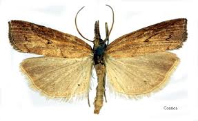 Attēlu rezultāti vaicājumam “Pediasia contaminella”