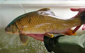 Image result for Moxostoma carinatum