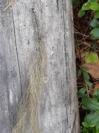 Attēlu rezultāti vaicājumam “Bryoria capillaris”