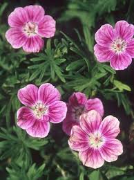 Attēlu rezultāti vaicājumam “Geranium sanguineum”